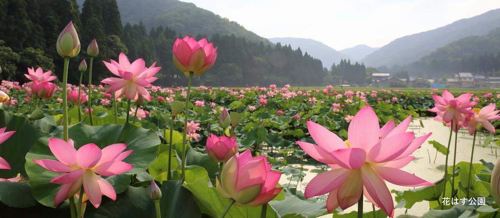 花はす公園(スマホ)