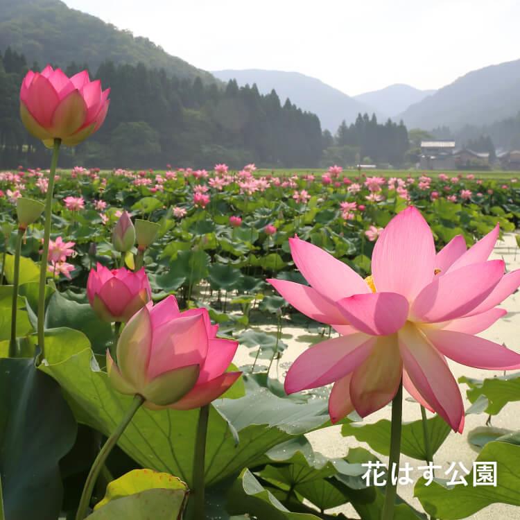 花はす公園