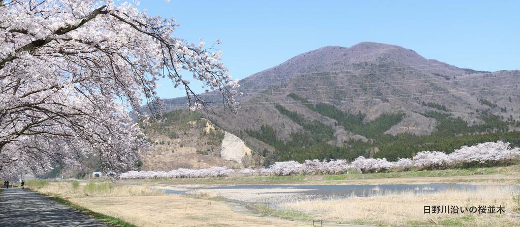 日野川沿いの桜並木(スマホ)